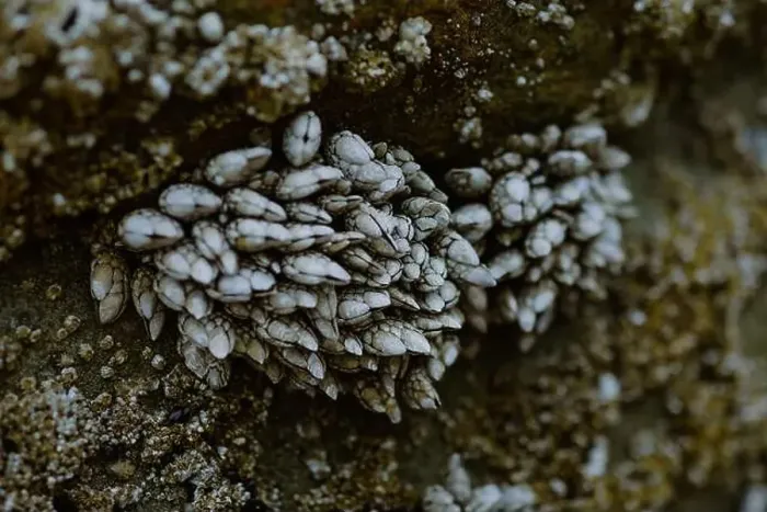 Framed Print : Close-up of clustered barnacles attached to a rocky surface Framed Print : Close-up of clustered barnacles attached to a rocky surface