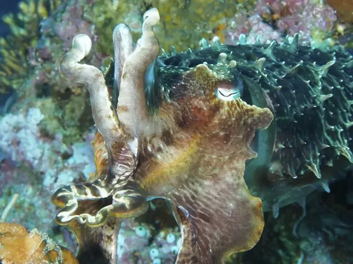 Framed Print : Close-up of a colourful broad-armed sepia (Sepia latimanus) in a coral-rich environment Framed Print : Close-up of a colourful broad-armed sepia (Sepia latimanus) in a coral-rich environment