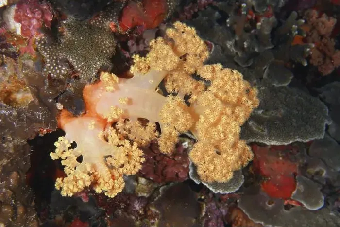 Framed Print : Close-up of colourful corals, including yellow tree coral (Dendronephthya) Framed Print : Close-up of colourful corals, including yellow tree coral (Dendronephthya)
