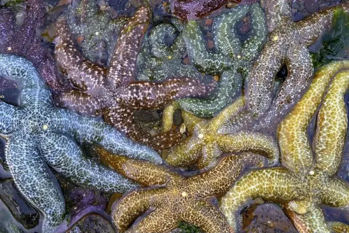 Framed Print : Close-up of colourful starfish (Echinodermata spec) Framed Print : Close-up of colourful starfish (Echinodermata spec)