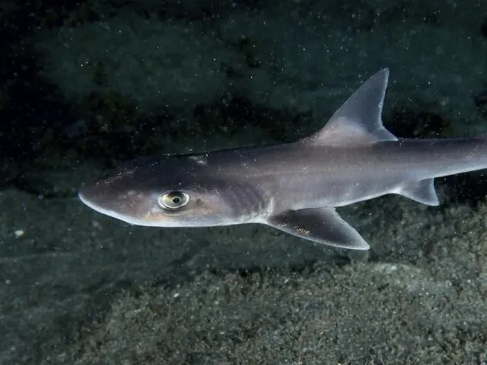 Framed Print : Close-up of a Common smooth-hound shark (Mustelus mustelus) swimming calmly above the seabed at night