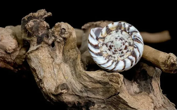Framed Print : A close-up of a Conus mustelinus shell with unique spotted patterns resting on rugged driftwood Framed Print : A close-up of a Conus mustelinus shell with unique spotted patterns resting on rugged driftwood