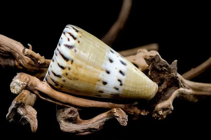 Framed Print : A close-up of a Conus mustelinus shell with unique spotted patterns resting on rugged driftwood Framed Print : A close-up of a Conus mustelinus shell with unique spotted patterns resting on rugged driftwood