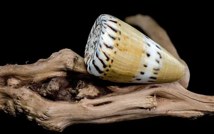 Framed Print : A close-up of a Conus mustelinus shell with unique spotted patterns resting on rugged driftwood Framed Print : A close-up of a Conus mustelinus shell with unique spotted patterns resting on rugged driftwood