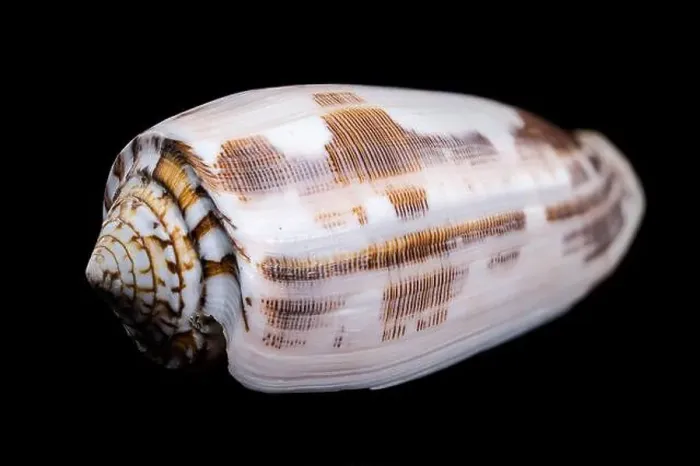 Framed Print : Close-up of a Conus striatus, commonly known as the striated cone shell Framed Print : Close-up of a Conus striatus, commonly known as the striated cone shell