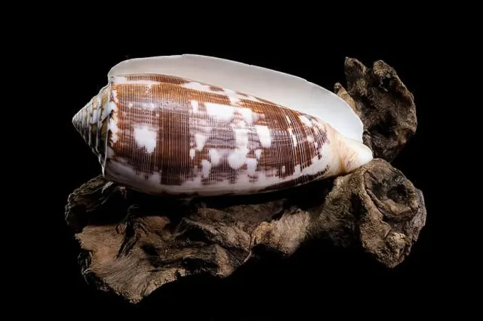 Framed Print : Close-up of a Conus striatus, commonly known as the striated cone shell Framed Print : Close-up of a Conus striatus, commonly known as the striated cone shell