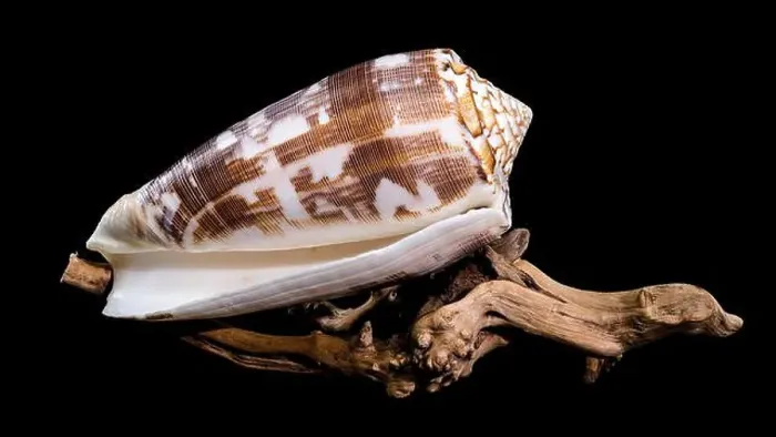 Framed Print : Close-up of a Conus striatus, commonly known as the striated cone shell Framed Print : Close-up of a Conus striatus, commonly known as the striated cone shell