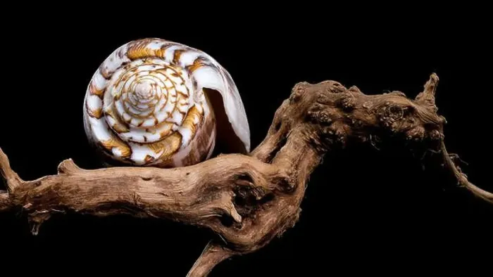 Framed Print : Close-up of a Conus striatus, commonly known as the striated cone shell Framed Print : Close-up of a Conus striatus, commonly known as the striated cone shell