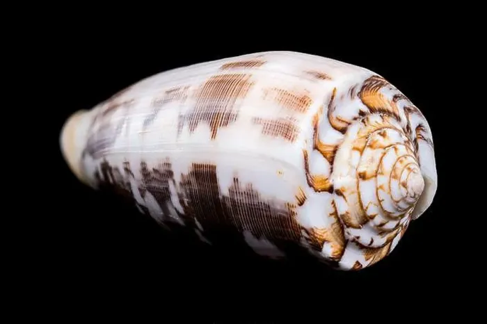 Framed Print : Close-up of a Conus striatus, commonly known as the striated cone shell Framed Print : Close-up of a Conus striatus, commonly known as the striated cone shell