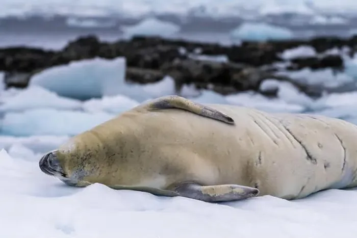 Framed Print : Close-up of a crabeater seal -Lobodon carcinophaga- resting on a small iceberg near the fish islands on the Antarctic