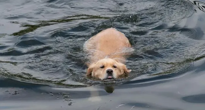 Framed Print : Close-up of a cream labrador retriever dog swimming in ocean, British Columbia, Canada Framed Print : Close-up of a cream labrador retriever dog swimming in ocean, British Columbia, Canada