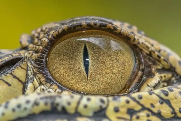 Framed Print : Close-up of a crocodile eye, Indonesia Framed Print : Close-up of a crocodile eye, Indonesia