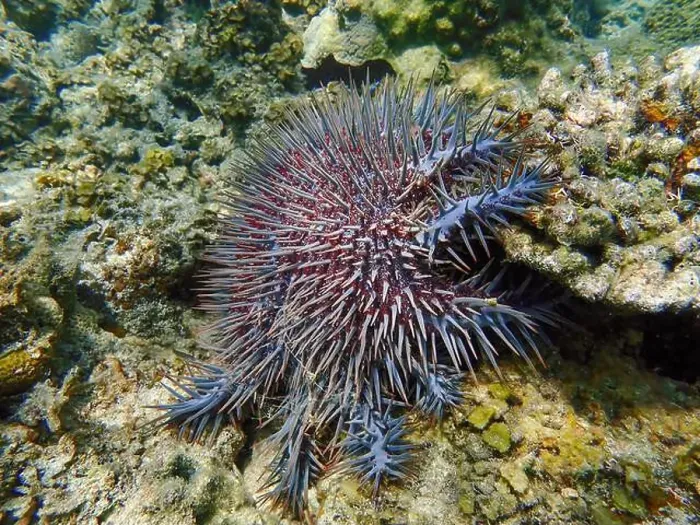 Framed Print : Close-up of a Crown-of-Thorns starfish with red and blue thorns Framed Print : Close-up of a Crown-of-Thorns starfish with red and blue thorns