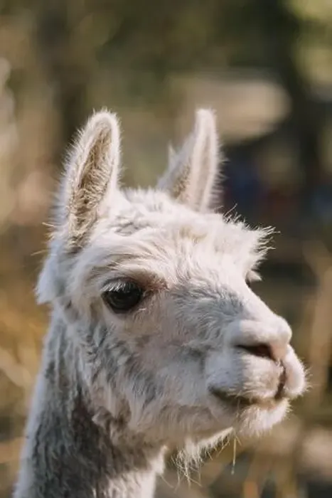 Framed Print : Close-up of a curious alpaca in a serene outdoor setting