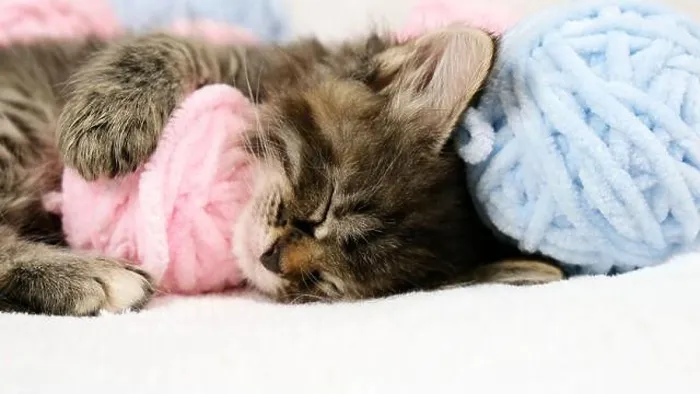 Framed Print : Close-up Cute tabby Cat sleeping with pink and light blue balls skeins of thread on white bed