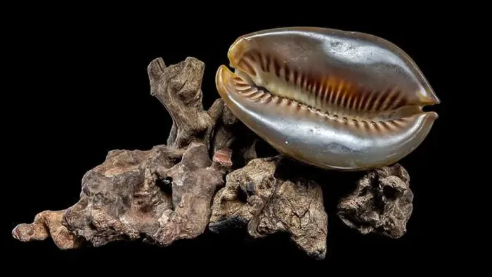 Framed Print : Close-up of a Cypraea caputserpentis seashell resting on rugged driftwood Framed Print : Close-up of a Cypraea caputserpentis seashell resting on rugged driftwood