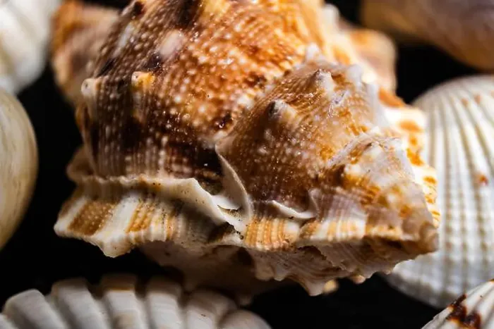 Framed Print : Close-up of a detailed seashell with marine colors on a sandy background Framed Print : Close-up of a detailed seashell with marine colors on a sandy background