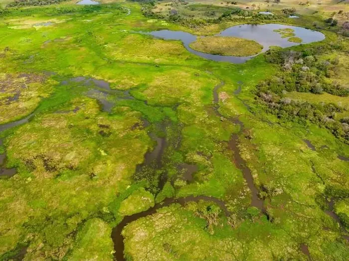 Framed Print : Close-up drone shot of the bright green flooded grasslands of the Pantanal in Brasil Framed Print : Close-up drone shot of the bright green flooded grasslands of the Pantanal in Brasil