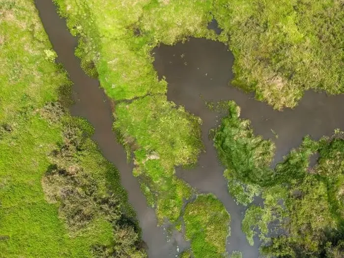 Framed Print : Close-up drone shot of the bright green flooded grasslands of the Pantanal in Brasil