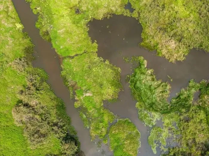 Framed Print : Close-up drone shot of the bright green flooded grasslands of the Pantanal in Brasil