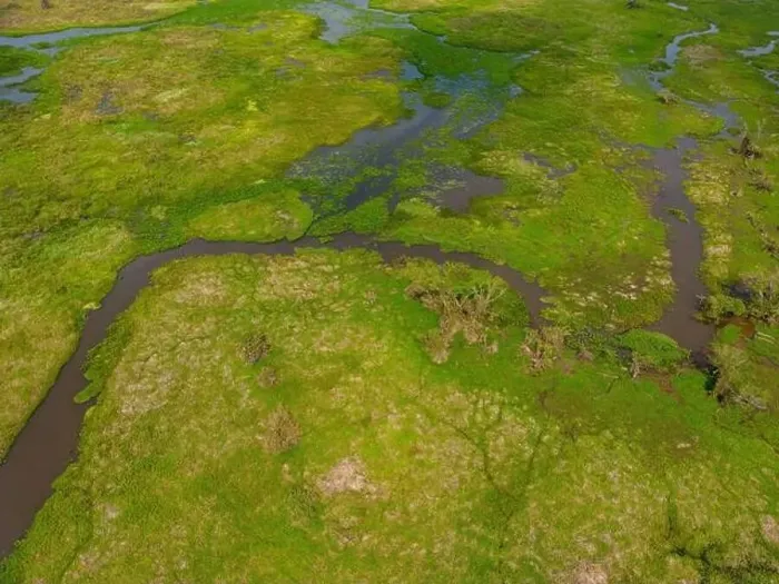 Framed Print : Close-up drone shot of the bright green flooded grasslands of the Pantanal in Brasil