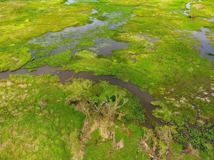 Framed Print : Close-up drone shot of the bright green flooded grasslands of the Pantanal in Brasil Framed Print : Close-up drone shot of the bright green flooded grasslands of the Pantanal in Brasil