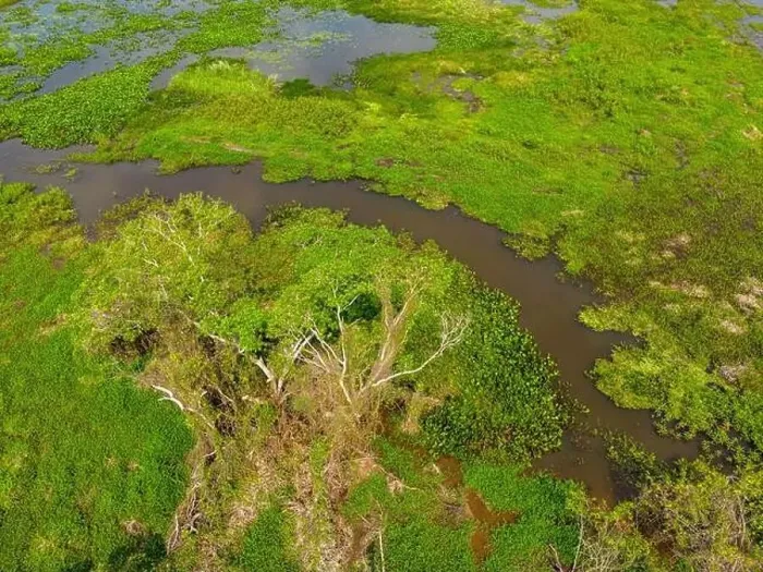 Framed Print : Close-up drone shot of the bright green flooded grasslands of the Pantanal in Brasil Framed Print : Close-up drone shot of the bright green flooded grasslands of the Pantanal in Brasil