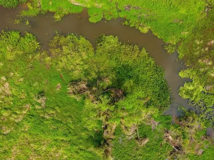 Framed Print : Close-up drone shot of the bright green flooded grasslands of the Pantanal in Brasil