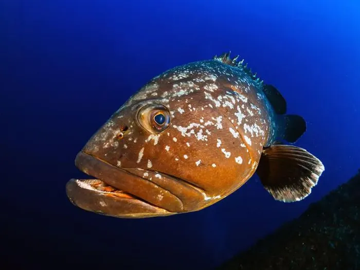 Framed Print : Close-up Dusky Grouper Epinephelous marginatus in Mediterranean sea Framed Print : Close-up Dusky Grouper Epinephelous marginatus in Mediterranean sea