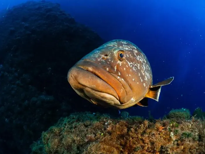 Framed Print : Close-up Dusky Grouper Epinephelous marginatus in Mediterranean sea in Medes Islands on blue background looking Framed Print : Close-up Dusky Grouper Epinephelous marginatus in Mediterranean sea in Medes Islands on blue background looking