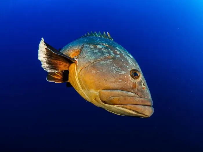 Framed Print : Close-up Dusky Grouper Epinephelous marginatus in Mediterranean sea in Medes Islands on blue background looking Framed Print : Close-up Dusky Grouper Epinephelous marginatus in Mediterranean sea in Medes Islands on blue background looking