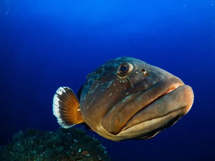 Framed Print : Close-up Dusky Grouper Epinephelous marginatus in Mediterranean sea in Medes Islands on blue background looking Framed Print : Close-up Dusky Grouper Epinephelous marginatus in Mediterranean sea in Medes Islands on blue background looking