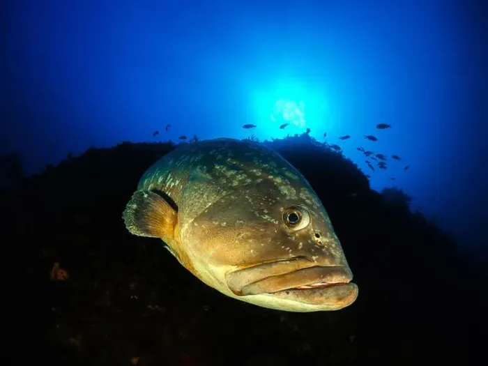 Framed Print : Close-up Dusky Grouper Epinephelous marginatus in Mediterranean sea in Medes Islands on blue background looking