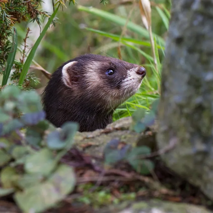 Framed Print : Close-up of a European polecat (Mustela putorius) poking its head out of a hole / burrow Framed Print : Close-up of a European polecat (Mustela putorius) poking its head out of a hole / burrow