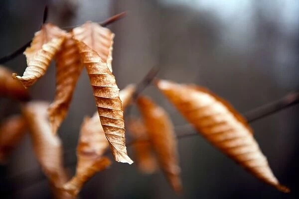 Close-up of Fall Leaves - Pisgah National Forest - near Brevard, North Carolina USA