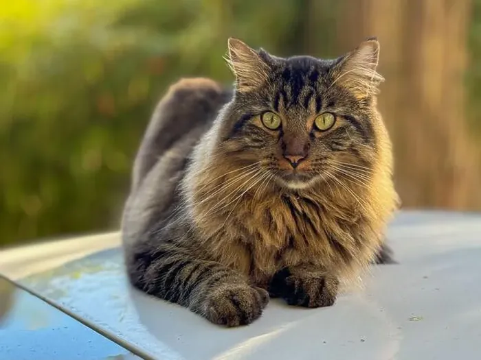 Framed Print : Close-up of a fluffy longhaired tabby cat sitting outdoors in sunlight, British Columbia, Canada Framed Print : Close-up of a fluffy longhaired tabby cat sitting outdoors in sunlight, British Columbia, Canada