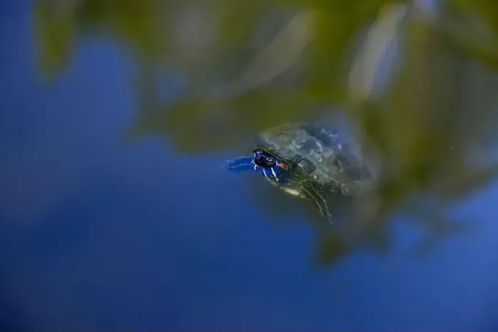 Framed Print : Close-up of Freshwater Turtle is swimming in the lake Framed Print : Close-up of Freshwater Turtle is swimming in the lake