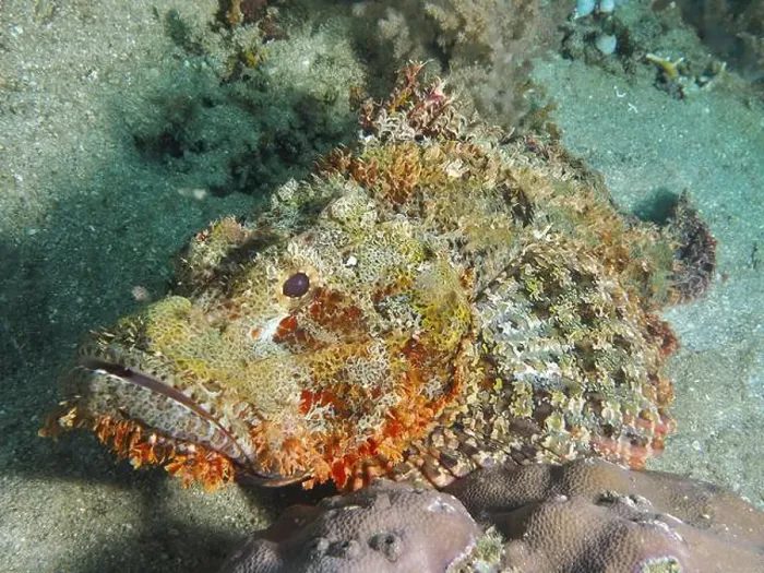 Framed Print : Close-up of fringed scorpionfish (Scorpaenopsis oxycephalus), dive site Prapat, Penyapangan, Bali, Indonesia, Asia Framed Print : Close-up of fringed scorpionfish (Scorpaenopsis oxycephalus), dive site Prapat, Penyapangan, Bali, Indonesia, Asia