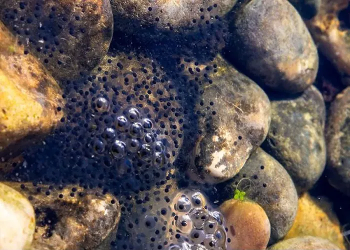 Framed Print : Close-up of frogspawn among smooth river rocks submerged in clear water, showing eggs with developing embryos Framed Print : Close-up of frogspawn among smooth river rocks submerged in clear water, showing eggs with developing embryos