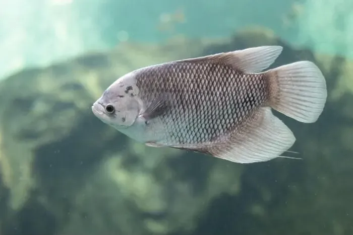 Framed Print : Close-up of Giant Gourami floating under the water. Side view of Giant Gourami Framed Print : Close-up of Giant Gourami floating under the water. Side view of Giant Gourami
