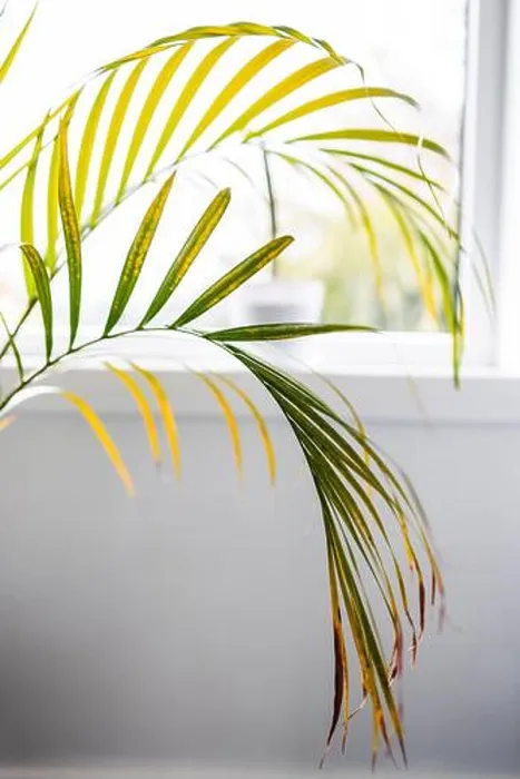 Framed Print : close-up of golden cane palm leaves indoor by the window shot at shallow depth of field Framed Print : close-up of golden cane palm leaves indoor by the window shot at shallow depth of field