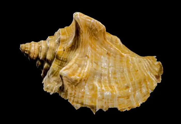 Framed Print : Close-up of a golden Strombus costatus seashell against a black background, showcasing intricate textures and contrasts Framed Print : Close-up of a golden Strombus costatus seashell against a black background, showcasing intricate textures and contrasts