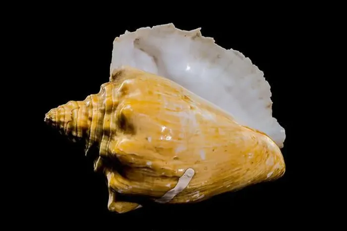 Framed Print : Close-up of a golden Strombus costatus seashell against a black background, showcasing intricate textures and contrasts Framed Print : Close-up of a golden Strombus costatus seashell against a black background, showcasing intricate textures and contrasts
