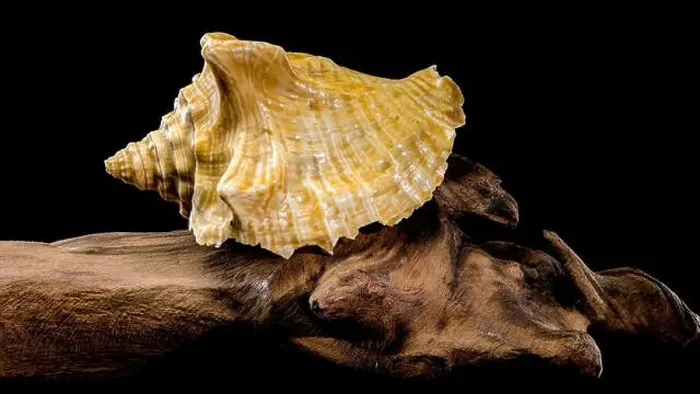 Framed Print : Close-up of a golden Strombus costatus seashell resting on a driftwood branch against a black background Framed Print : Close-up of a golden Strombus costatus seashell resting on a driftwood branch against a black background
