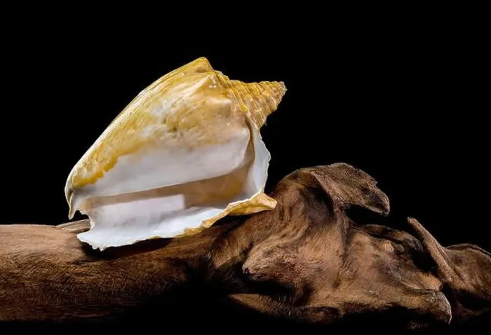 Framed Print : Close-up of a golden Strombus costatus seashell resting on a driftwood branch against a black background Framed Print : Close-up of a golden Strombus costatus seashell resting on a driftwood branch against a black background