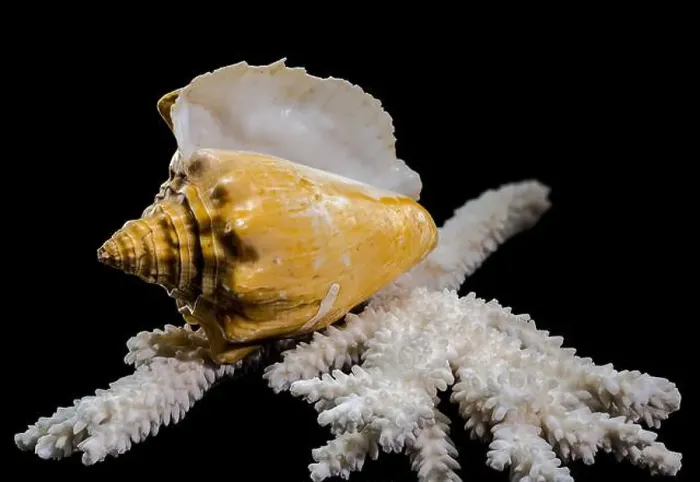 Framed Print : Close-up of a golden Strombus costatus seashell resting on a white coral branch against a black background Framed Print : Close-up of a golden Strombus costatus seashell resting on a white coral branch against a black background
