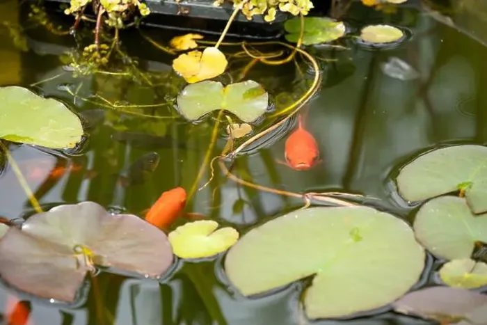 Framed Print : close-up of goldfish (Carassius auratus) surface swimming amongst lily pads Framed Print : close-up of goldfish (Carassius auratus) surface swimming amongst lily pads