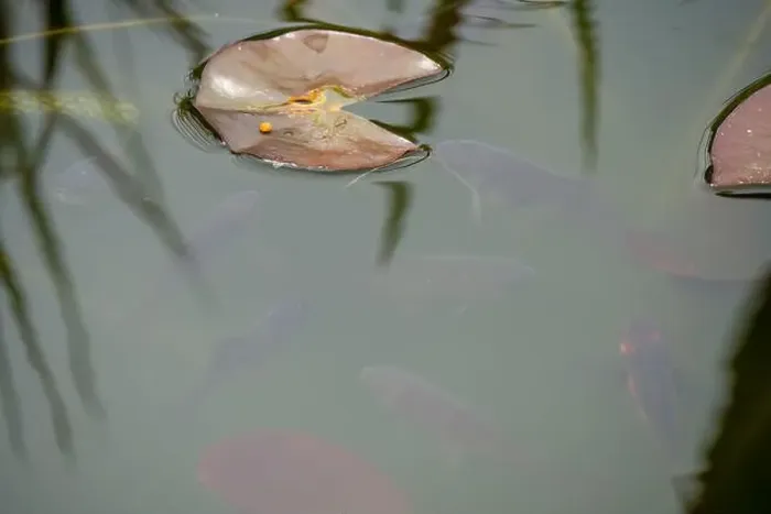 Framed Print : close-up of goldfish (Carassius auratus) surface swimming amongst lily pads Framed Print : close-up of goldfish (Carassius auratus) surface swimming amongst lily pads