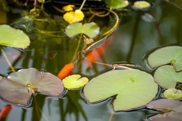 Framed Print : close-up of goldfish (Carassius auratus) surface swimming amongst lily pads Framed Print : close-up of goldfish (Carassius auratus) surface swimming amongst lily pads