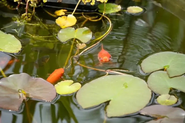 Framed Print : close-up of goldfish (Carassius auratus) surface swimming amongst lily pads Framed Print : close-up of goldfish (Carassius auratus) surface swimming amongst lily pads